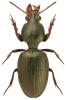 Dyschirius obscurus