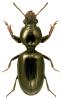 Dyschirius thoracicus