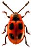 Endomychus coccineus