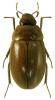 Enochrus bicolor