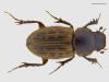 Euheptaulacus sus