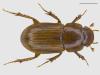 Euheptaulacus villosus