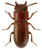 Gnatocerus cornutus