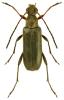 Grammoptera ruficornis