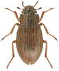 Helophorus aequalis