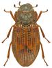 Helophorus arvernicus