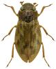 Helophorus brevipalpis