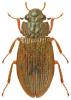 Helophorus flavipes