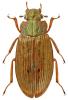 Helophorus grandis