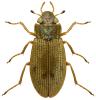 Helophorus griseus