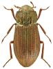 Helophorus laticollis