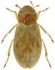 Helophorus longitarsis