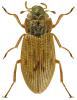 Helophorus minutus