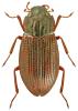 Helophorus strigifrons