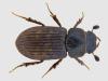 Heptaulacus testudinarius
