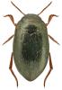 Hydroporus discretus