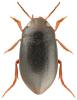 Hydroporus longicornis