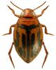 Hygrotus versicolor