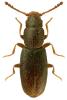 Hypocoprus latridioides