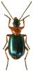 Lebia chlorocephala