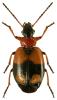 Lebia cruxminor