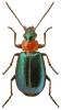 Lebia cyanocephala