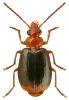 Lebia marginata