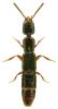 Leptacinus pusillus