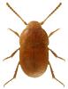 Leptinus testaceus