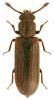 Lyctus linearis