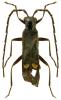 Malthodes dispar