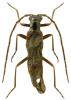 Malthodes maurus