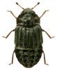 Micropeplus porcatus