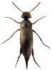 Mordellistena acuticollis