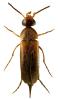 Mordellistena humeralis