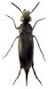 Mordellistena pumila