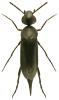 Mordellistena pygmaeola