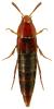 Mycetoporus clavicornis
