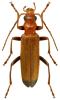 Nacerdes melanura