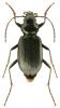 Nebria rufescens