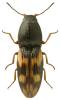 Negastrius sabulicola