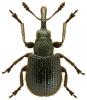 Neocoenorrhinus germanicus