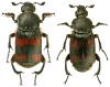 Nicrophorus vespillo