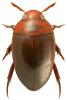 Noterus clavicornis