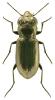 Notiophilus aesthuans