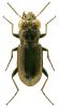 Notiophilus biguttatus