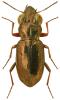 Notiophilus rufipes