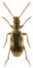 Notoxus monoceros