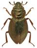 Ochthebius pusillus