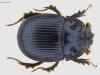 Odonteus armiger